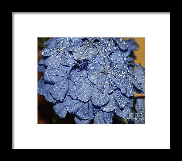 Flowers Framed Print featuring the photograph Blue Plumbago #8 by Elvira Ladocki
