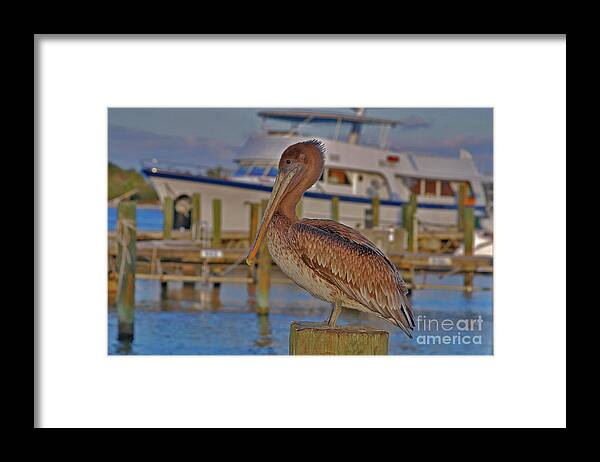 Brown Pelican Framed Print featuring the photograph 8- Brown Pelican by Joseph Keane