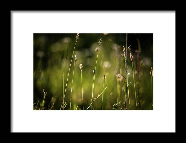 Field Framed Print featuring the photograph Daisy Flower Bloom On A Meadow In Summer #8 by Alex Grichenko
