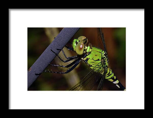 Photograph Framed Print featuring the photograph Dragonfly #8 by Larah McElroy