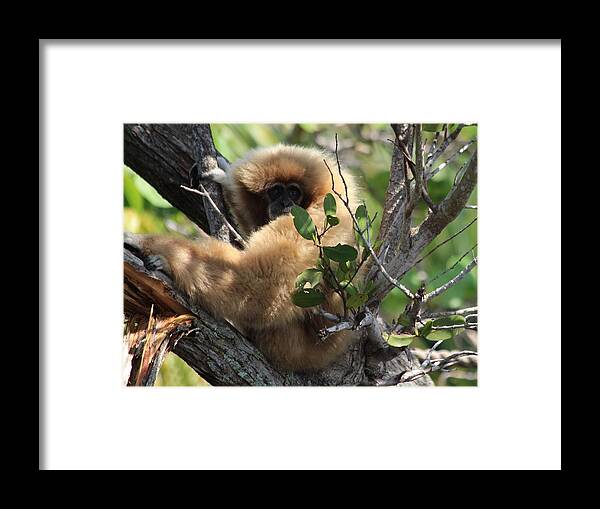 Wild Animals Framed Print featuring the photograph Naples FL #8 by Donn Ingemie