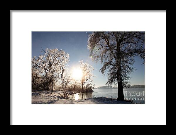 Tree Framed Print featuring the photograph Trees in Ice Series #8 by Amanda Barcon
