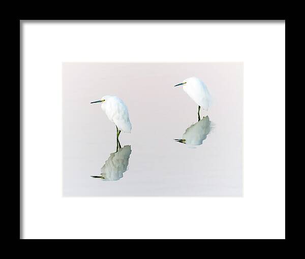 Snowy Framed Print featuring the photograph Snowy Egret #82 by Tam Ryan