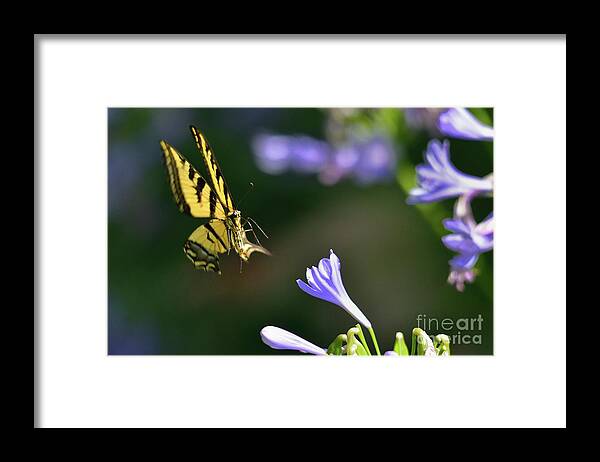 Butterfly Framed Print featuring the photograph Butterfly #83 by Marc Bittan