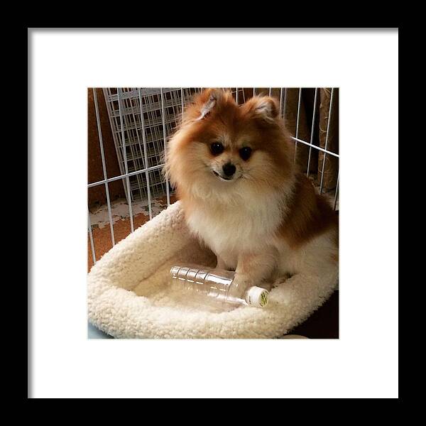  Framed Print featuring the photograph Instagram Photo #841458821825 by Zeus Pom