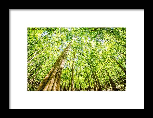 Carolina Framed Print featuring the photograph cypress forest and swamp of Congaree National Park in South Caro #9 by Alex Grichenko