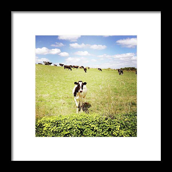 Agricultural Framed Print featuring the photograph Dairy cows #9 by Les Cunliffe