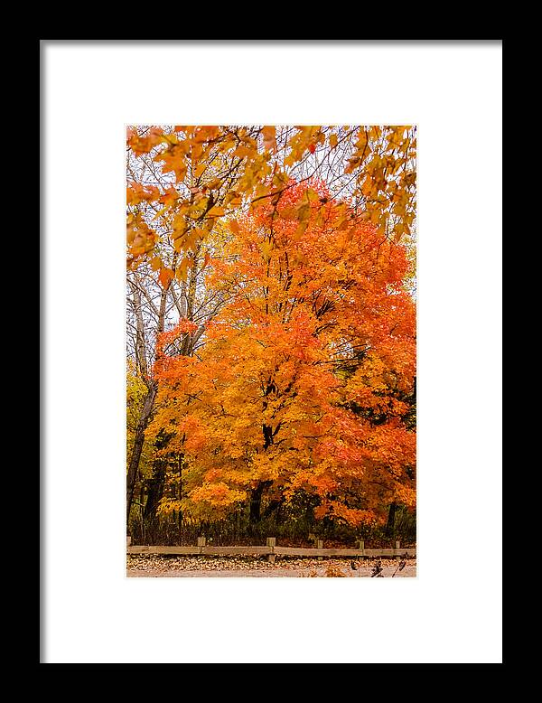 Autumn Framed Print featuring the photograph Fall foliage #9 by SAURAVphoto Online Store