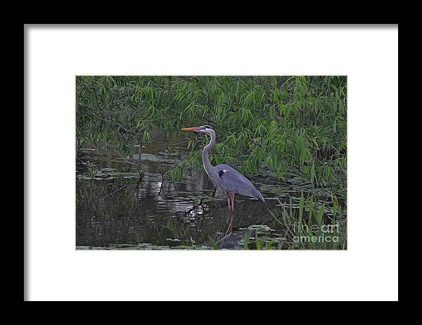 Great Blue Heron Framed Print featuring the photograph 9- Great Blue Heron by Joseph Keane