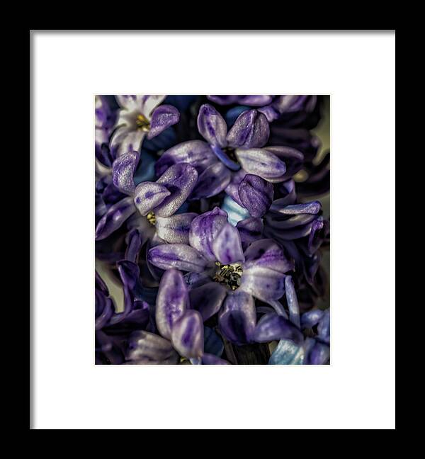 Hyacinth Framed Print featuring the photograph Hyacinth #9 by Robert Ullmann