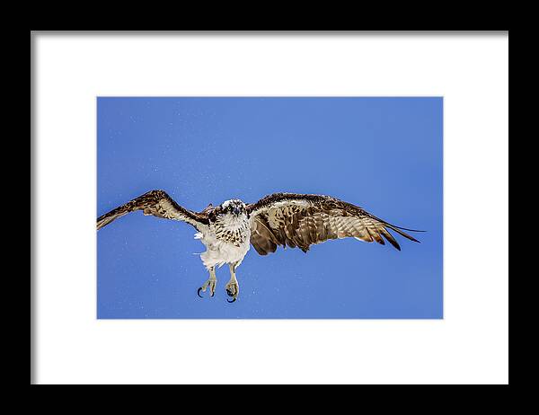 Naples Framed Print featuring the photograph Osprey by Peter Lakomy