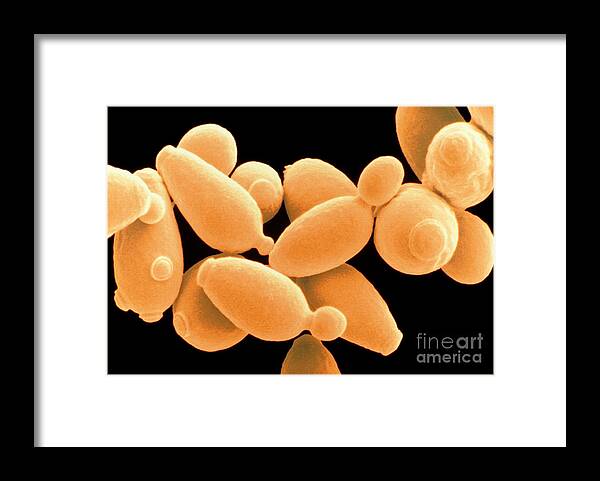 Saccharomyces Cerevisiae Framed Print featuring the photograph Saccharomyces Cerevisiae #9 by Scimat