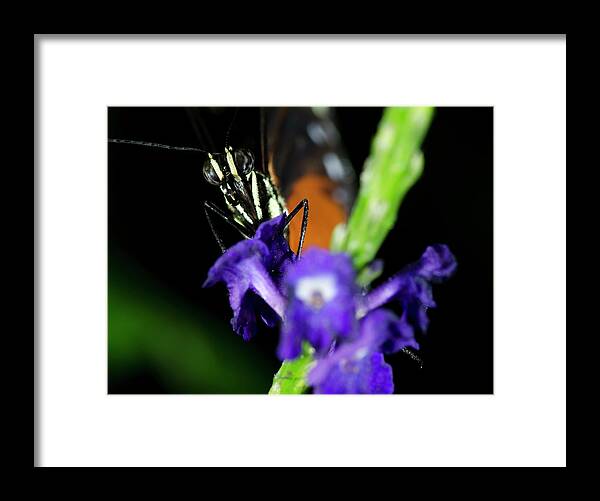 Tiger Longwing Butterfly Framed Print featuring the photograph Tiger Longwing Butterfly #9 by JT Lewis