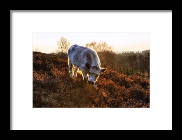 Rockford Common Framed Print featuring the photograph New Forest - England #93 by Joana Kruse