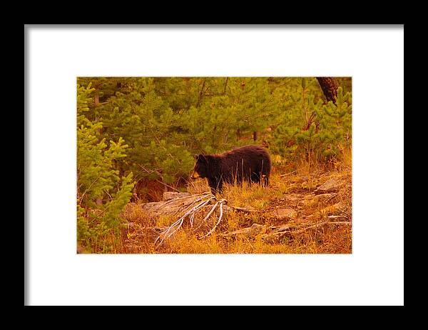 Bear Framed Print featuring the photograph A bear staring at something by Jeff Swan