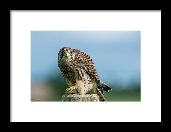 Kestrel Framed Print featuring the photograph A beautiful young kestrel looking behind you by Torbjorn Swenelius