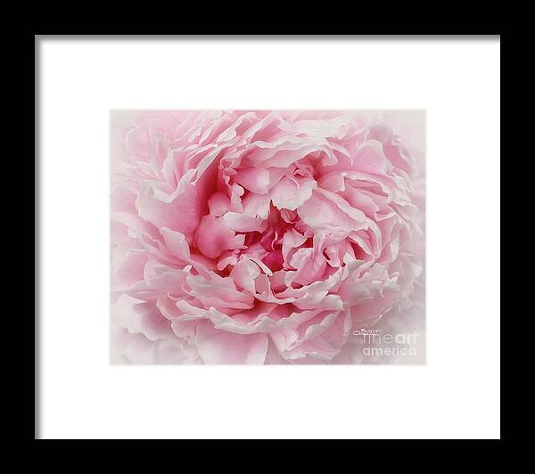 Photo Framed Print featuring the photograph A Beauty at Close Range by Jutta Maria Pusl