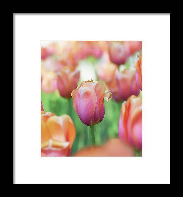 Beautiful Framed Print featuring the photograph A bed of tulips is a feast for the eyes. by Usha Peddamatham