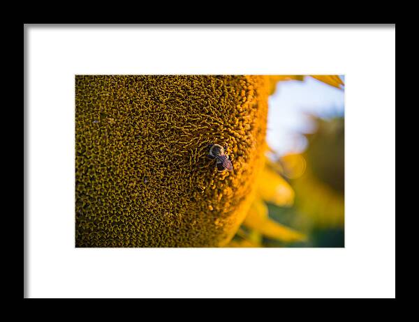 Bee Framed Print featuring the photograph A Bee on the Sun by Kristopher Schoenleber