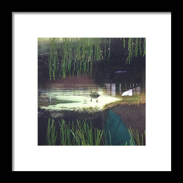 Cute Framed Print featuring the photograph Below Water Bird Butt by Heather Classen