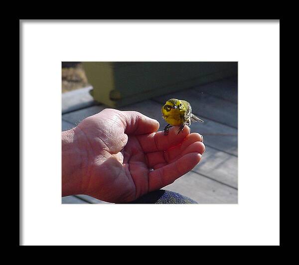 Golden Finch In Hand Framed Print featuring the photograph A Bird in the Hand by Tracey Levine