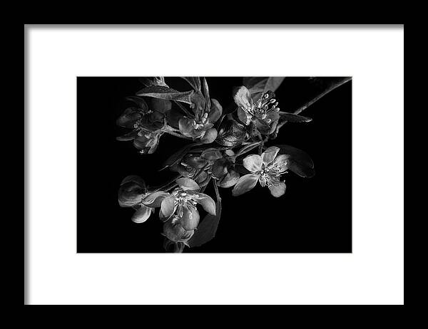 Flower Framed Print featuring the photograph A Black And White Spring by Mike Eingle