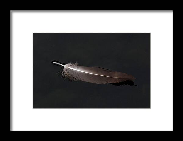 Feather Framed Print featuring the photograph A Black Vulture Feather Floating on the Swanee river by John Harmon