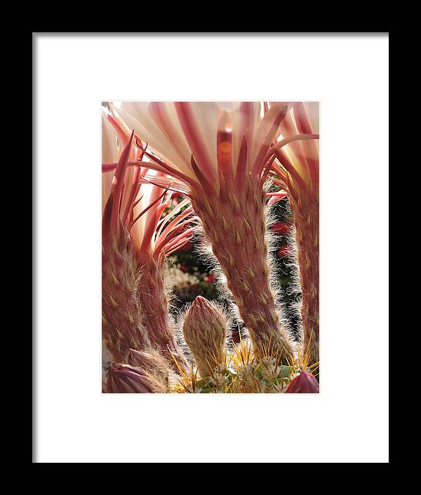Blooms Framed Print featuring the photograph A Blooms Secret by Patricia Haynes