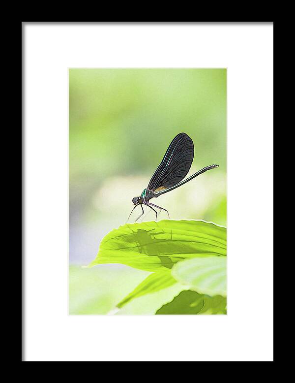 Bug Framed Print featuring the photograph A bug with shadow by Tatiana Travelways