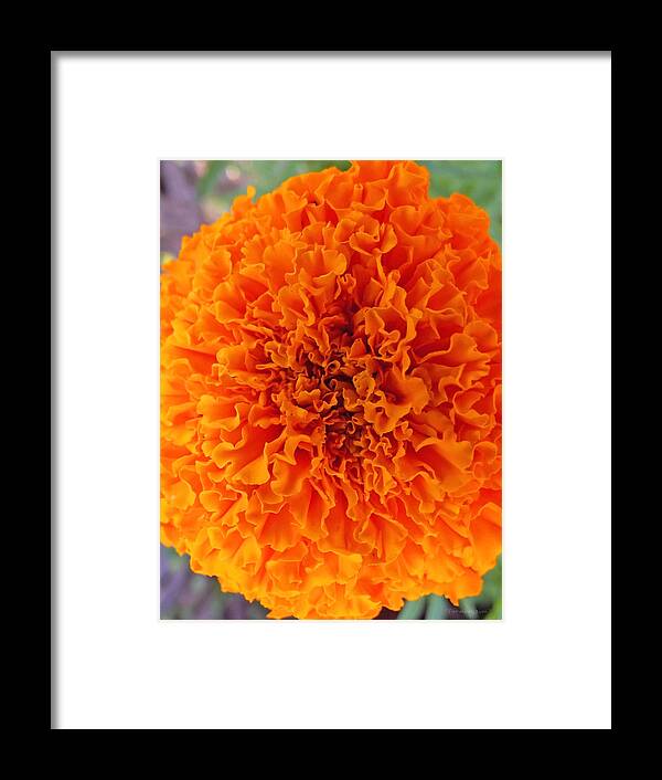 Flowers Framed Print featuring the photograph A Burst of Orange by Harold Zimmer