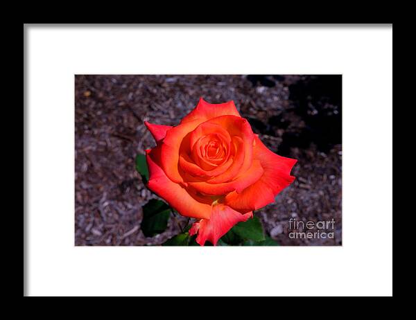 Rose Framed Print featuring the photograph A burst of sunny beauty. by David Bishop