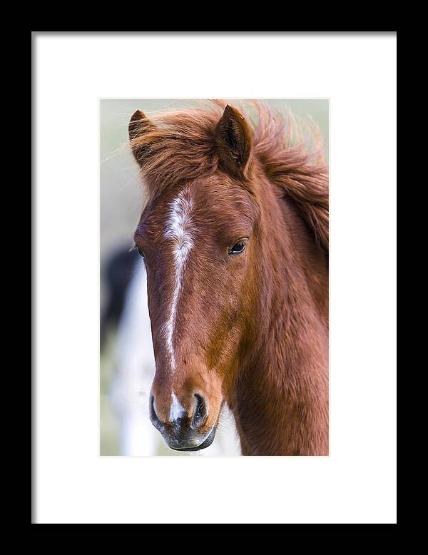 Chestnut Horse Framed Print featuring the photograph A Chestnut Horse portrait by Andy Myatt