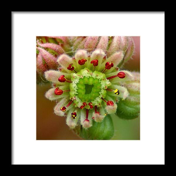 Flowers Framed Print featuring the photograph A Closer Look by Ben Upham III