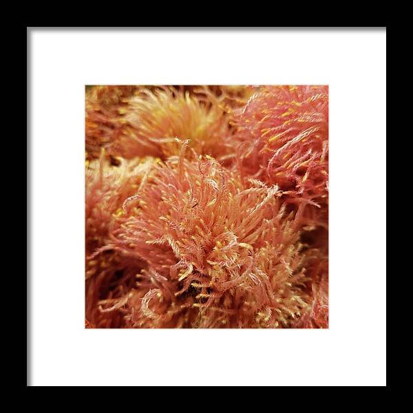 Blooming Framed Print featuring the photograph A Coral Reef-like Flower. by Beautiful Flowers