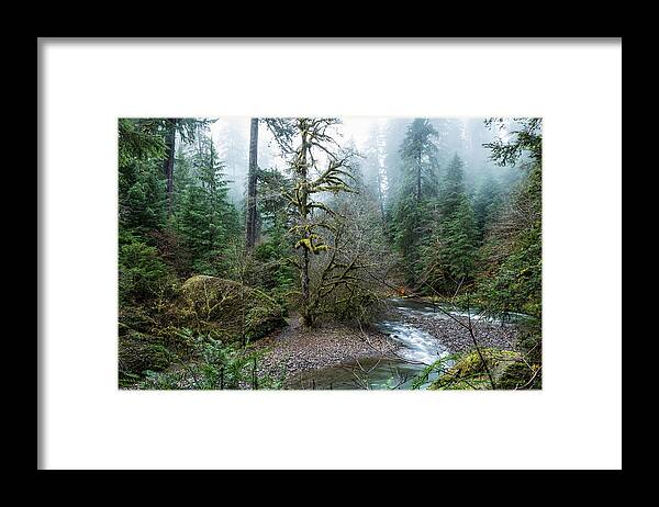Forest Framed Print featuring the photograph A Creek Runs Through It by Belinda Greb