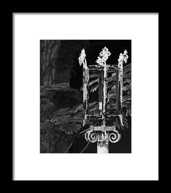 Decay Framed Print featuring the photograph A Crown of Thorns by Mike McMurray