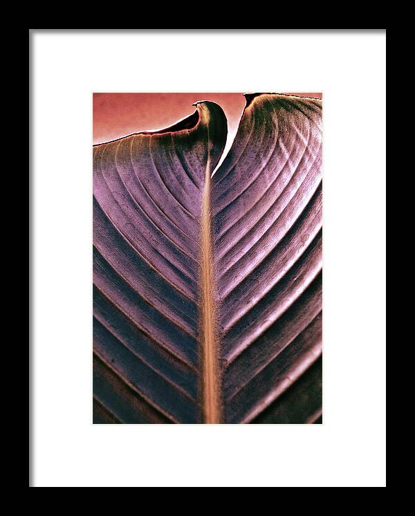 Foliage Framed Print featuring the photograph A Cut Above by Gwyn Newcombe