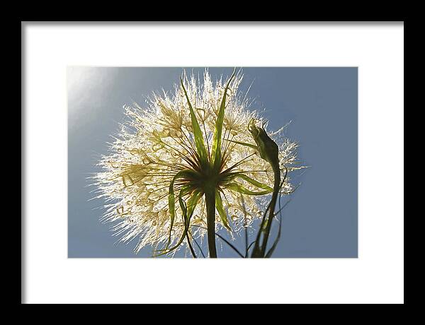 Dandelion Framed Print featuring the photograph A Dandy New Day by Donna Kennedy