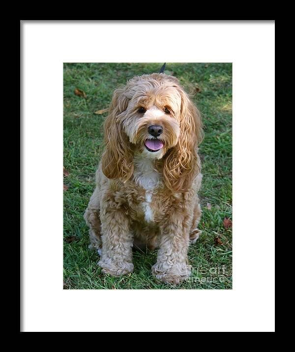 Charley Framed Print featuring the photograph A Day In The Park by Christy Gendalia