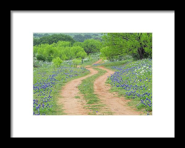 Texas Framed Print featuring the photograph A dirt road lined by Blue Bonnets of Texas by Usha Peddamatham