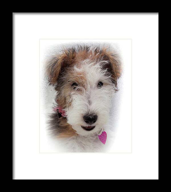 Wire Fox Terrier Framed Print featuring the photograph A Dog Named Butterfly by Karen Wiles