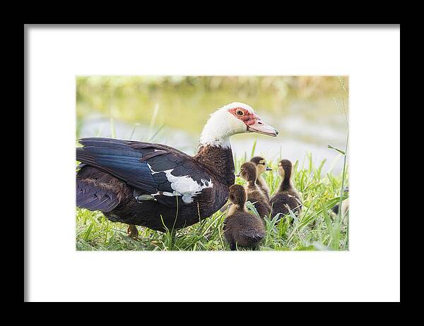 Muscovy Duck Framed Print featuring the photograph A Family Outing by Saija Lehtonen