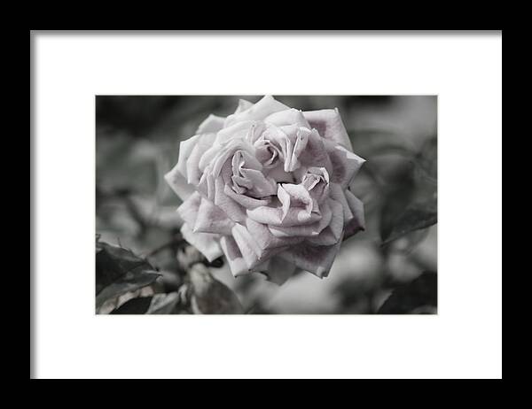 French Framed Print featuring the photograph A French Manicure Almost Black and White Pale Pink Rose Photograph by Colleen Cornelius