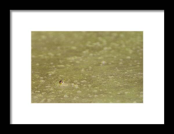 Amphibian Framed Print featuring the photograph A Frogs Eye in Pond Muck by John Harmon