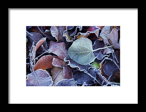 Leaves Framed Print featuring the photograph A Frosty November Morning by Mike Eingle