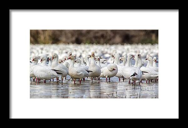Geese Framed Print featuring the photograph A Gaggle Of Geese by Mimi Ditchie