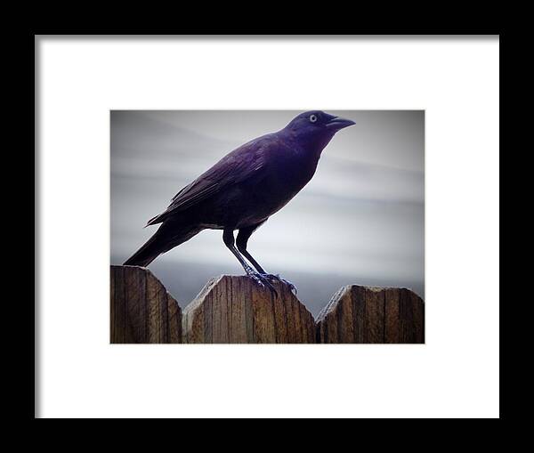 Bird Bird Watching Wildlife Wild Nesting Grackle Black Mysterious Fence Bird Photography Wildlife Photography Nature Nature Photography Animal Black Grey Framed Print featuring the photograph A Gallant Bird by Jan Gelders