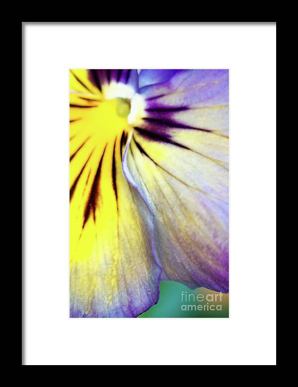 Close-ups Framed Print featuring the photograph A Glance by Marilyn Cornwell