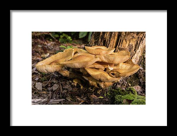 Basideomycete Framed Print featuring the photograph A Glob of Mushrooms on Rotted Tree Trunk by Douglas Barnett