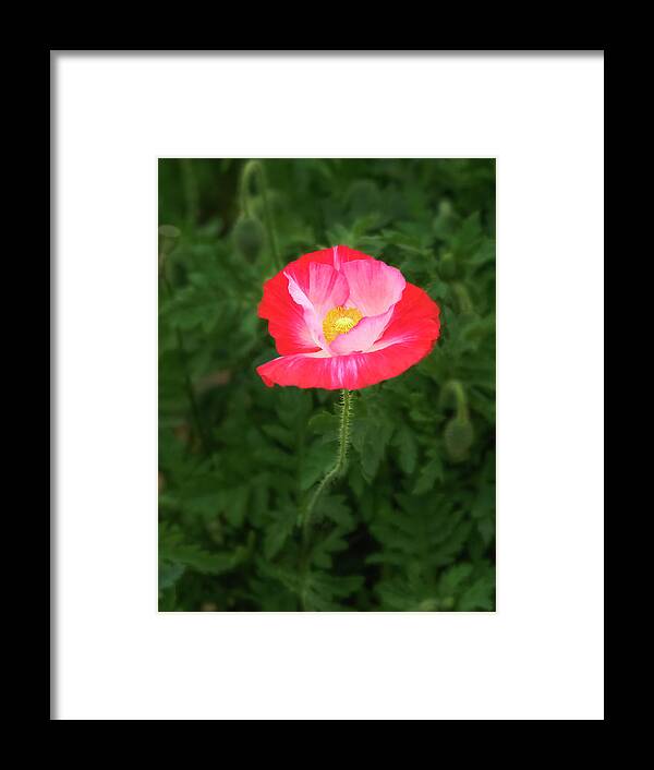 Poppy Framed Print featuring the photograph A goblet of offering. by Usha Peddamatham